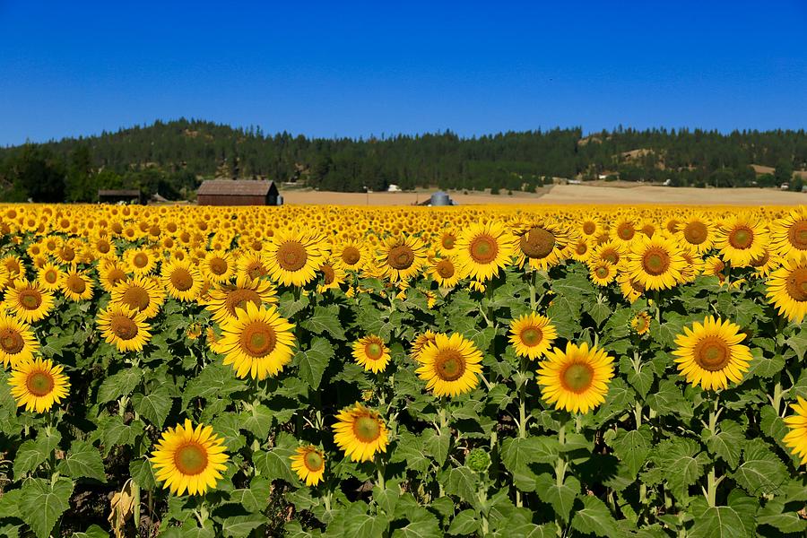 Sunny Sunflower field Photograph by Lynn Hopwood
