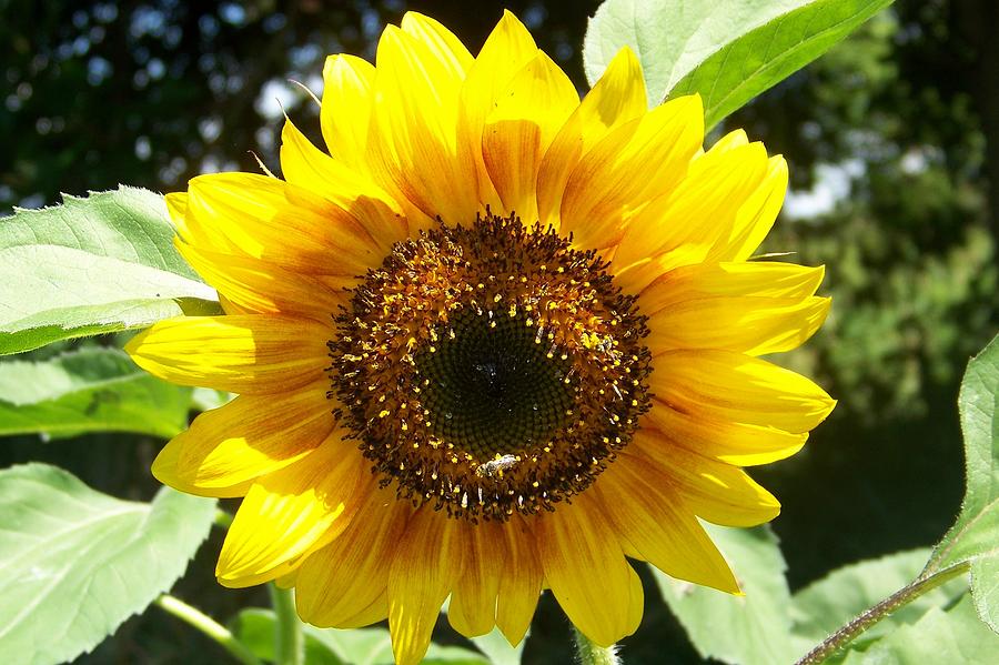 Sunny Sunflower Photograph by Greg Hendersgot | Pixels