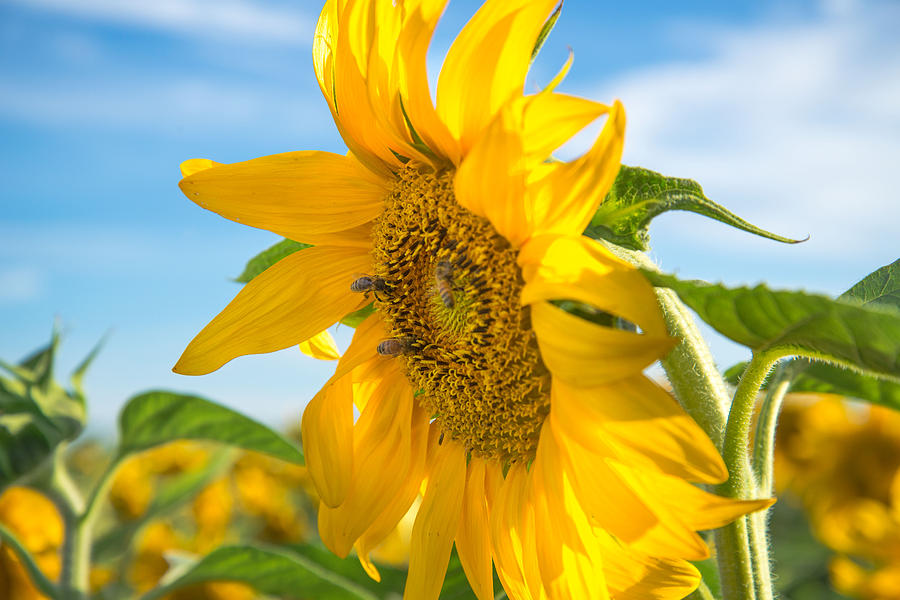 Sunny Sunflower Photograph by Janet  Kopper