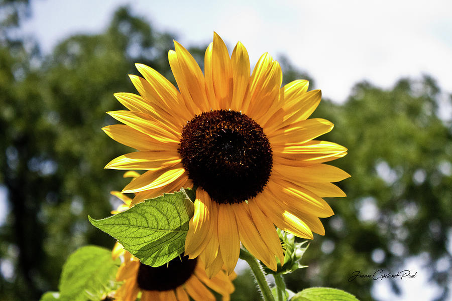 Sunny Sunflower Photograph by Joann Copeland-Paul