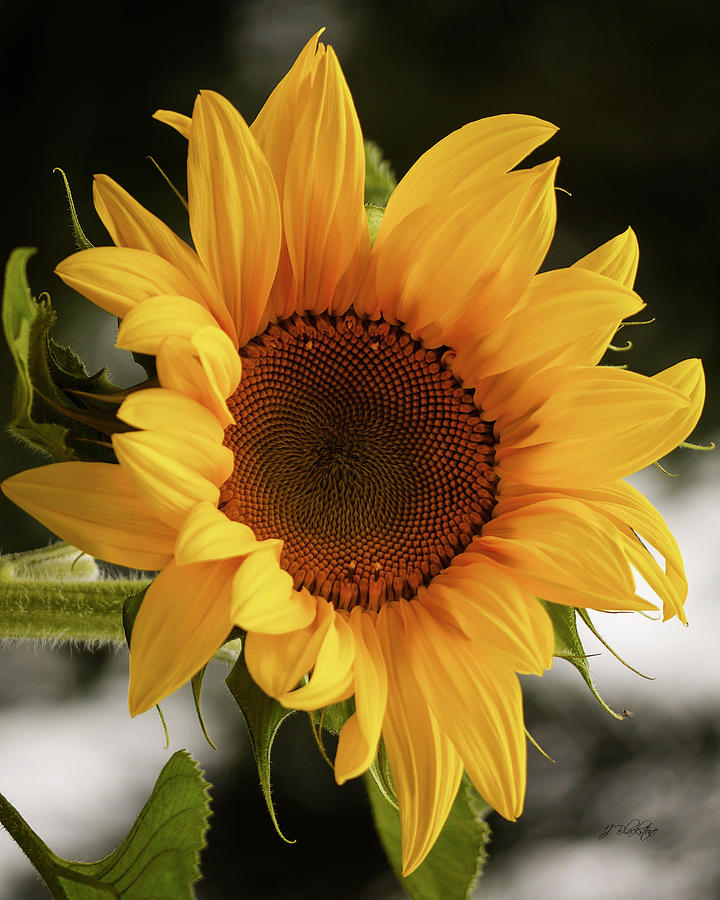 Sunny Sunflower Photograph by Jordan Blackstone