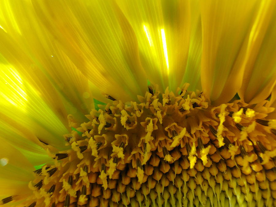 Sunny Sunflower Photograph by Liz Vernand