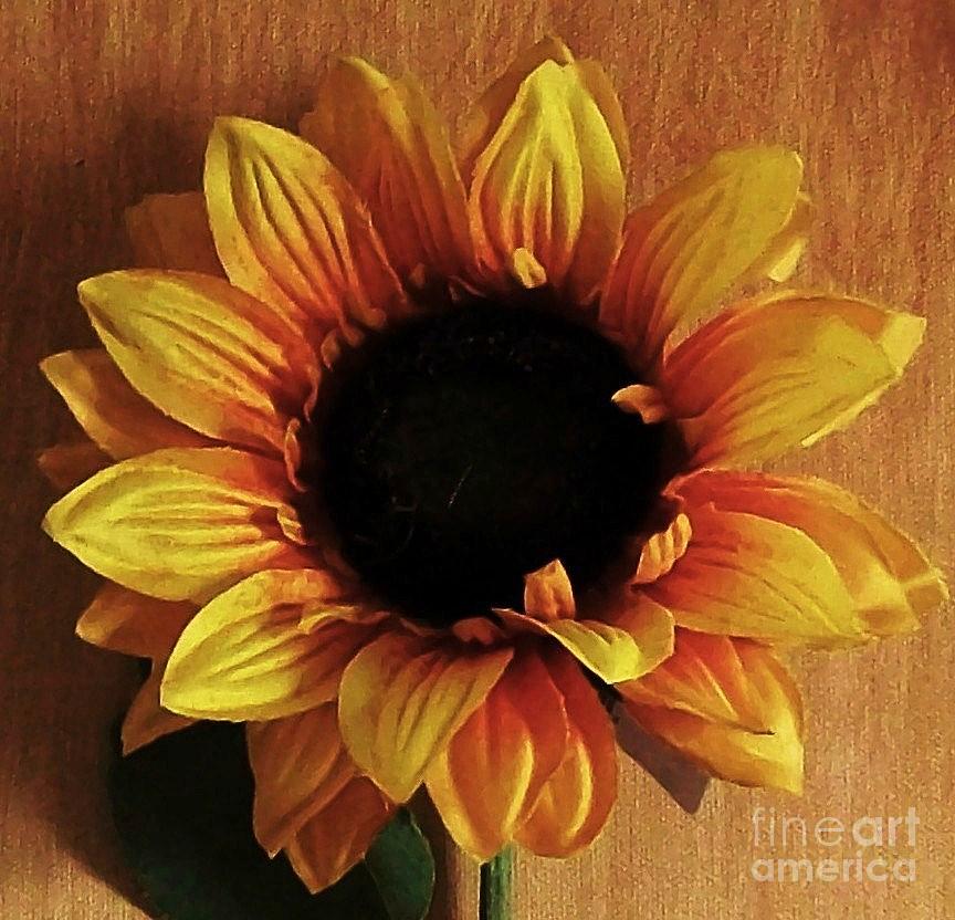 Sunflower Photograph - Sunny Sunflower by Marsha Heiken