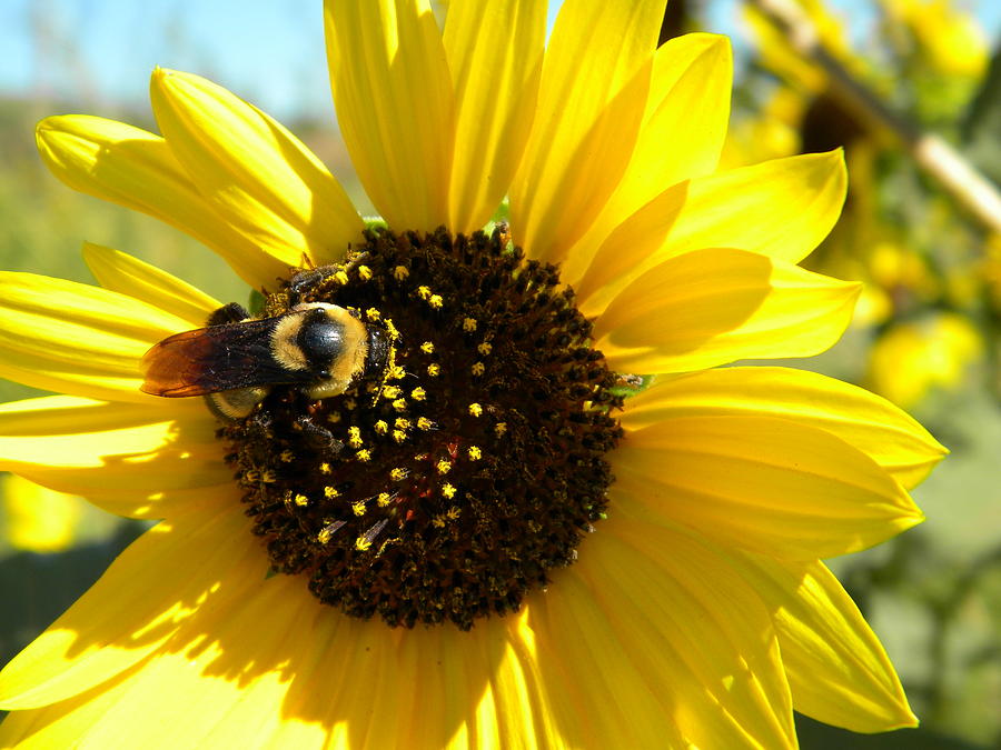 Sunflower Photograph - Sunny Sunflower by Rebekah Whitley