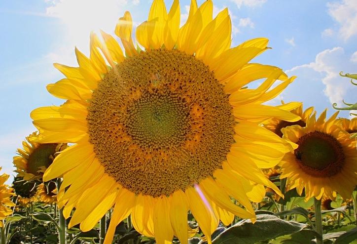 Sunny Sunflower Photograph by Scott Burd