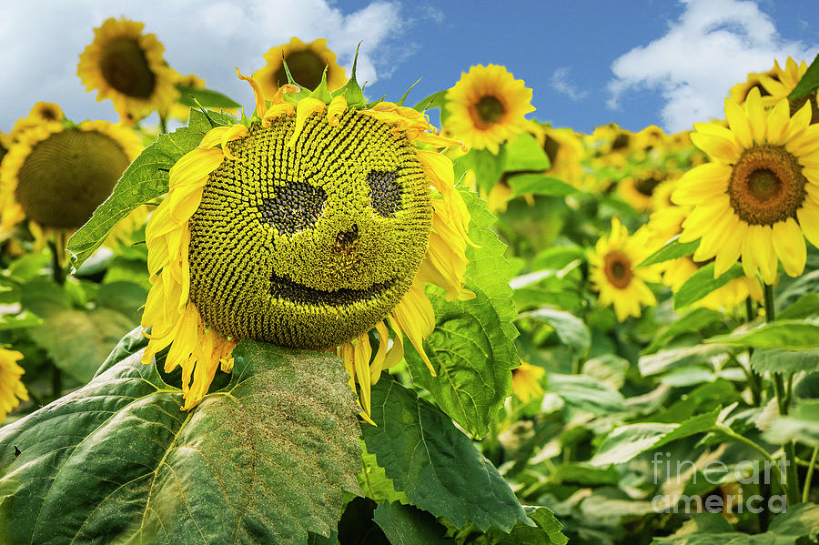 Sunny Sunflower Smile Photograph by Joann Long