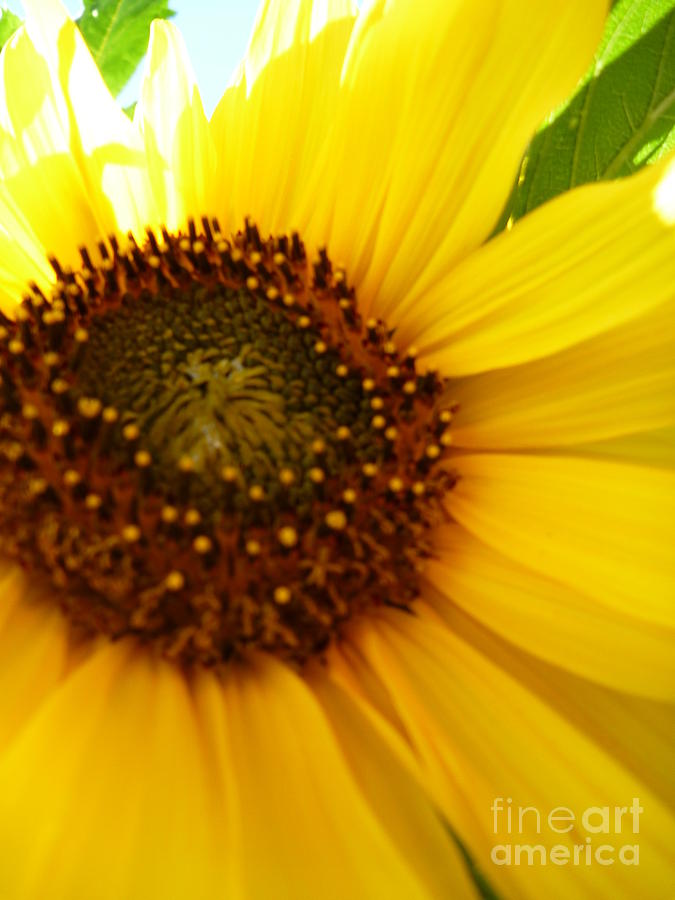 Sunny Sunflower Photograph by Sonya Chalmers