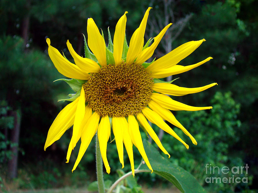 Sunny Sunflower Photograph by Sue Melvin