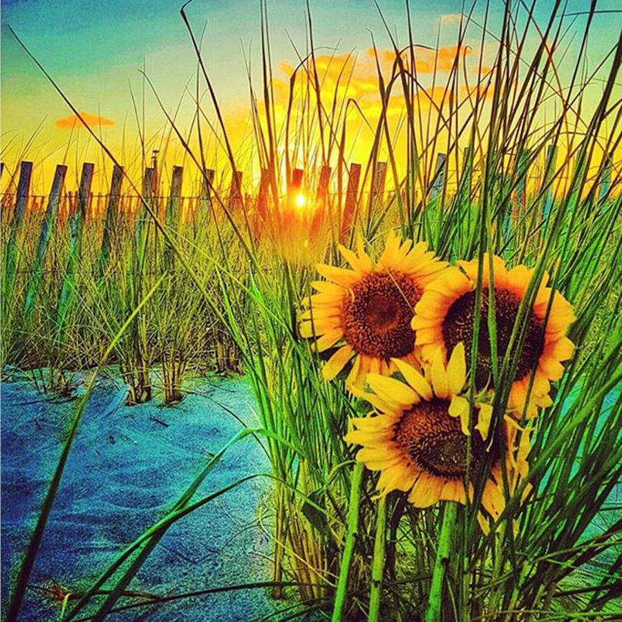 Sunny Sunflowers Photograph by Lauren Fitzpatrick