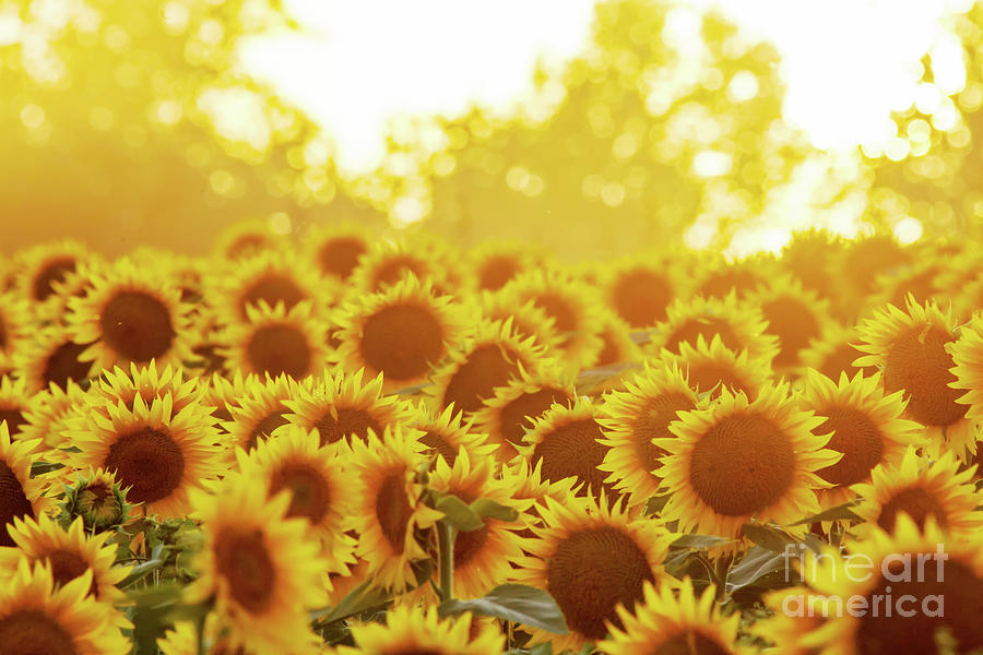 Sunflower Photograph - Sunny Sunflower Sunset by Kevin Anderson