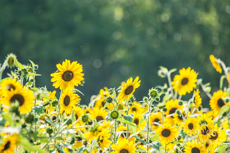 Sunny Sunflowers Photograph by Cheryl Baxter