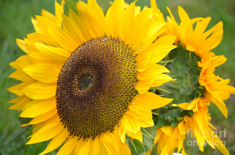 Flower Photograph - Sunny Sunflowers in Bloom by DejaVu Designs