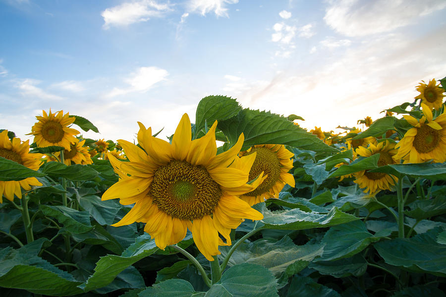 Sunny Sunflowers  Photograph by Janet  Kopper