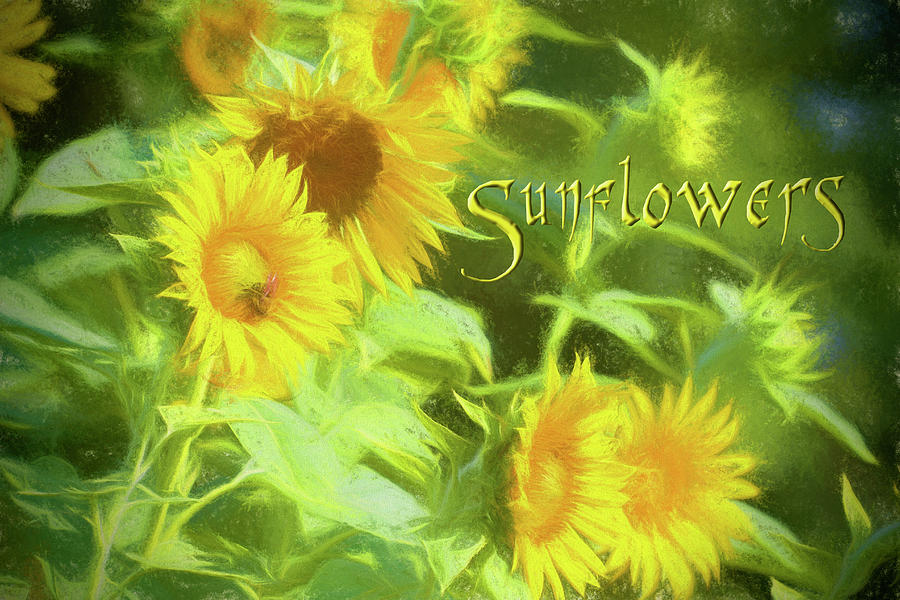 Sunny Sunflowers Photograph by Kathy Clark