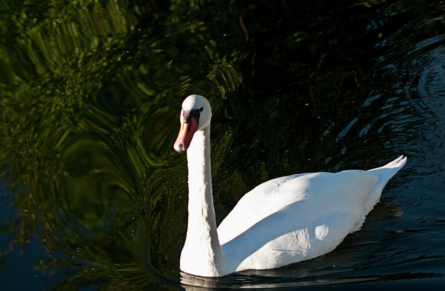 Sunny Swan Photograph by ShaddowCat Arts - Sherry