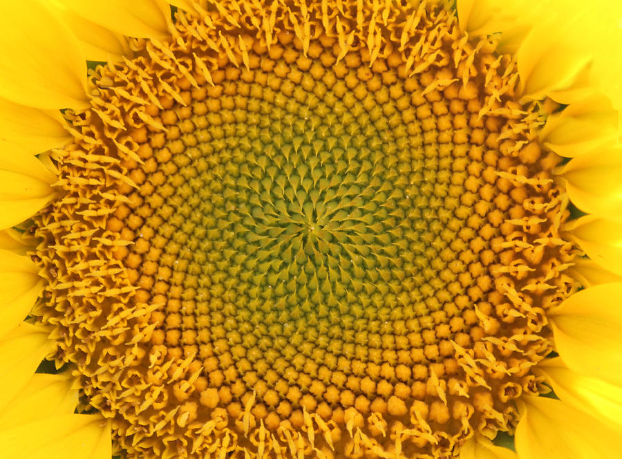 Sunflower Photograph - Sunny Swirl by Karen Wagner