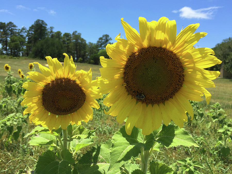 Sunflowers Photograph - Sunny Thoughts by Matthew Seufer Sunflowers Photograph - Sunny Thoughts by Matthew Seufer