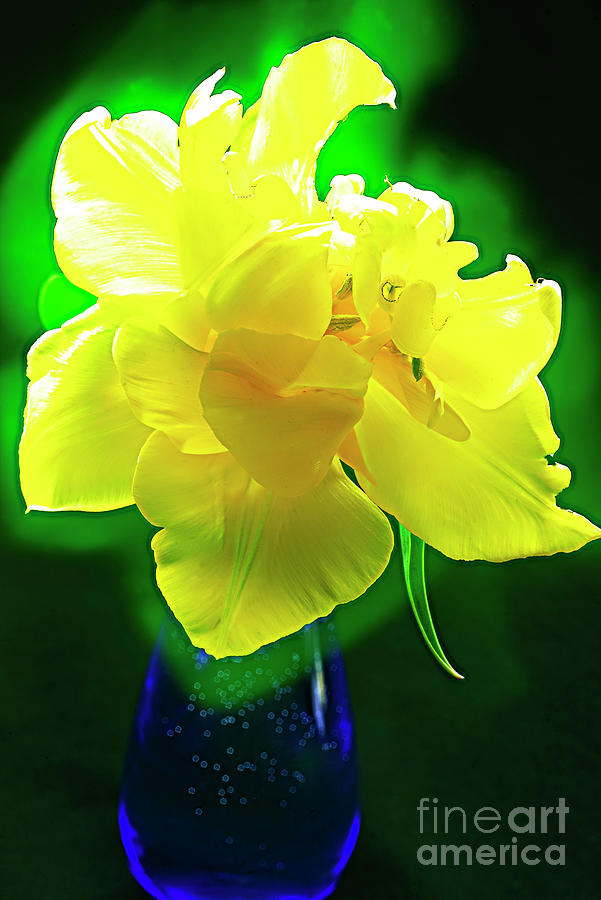 Sunny Tulip In Vase. Photograph