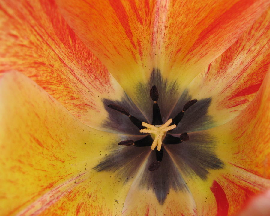 Sunny Tulip Photograph by Maggie Kurtz