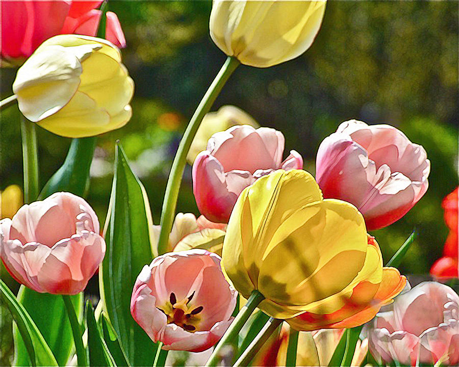 Sunny Tulips Photograph by Janis Senungetuk
