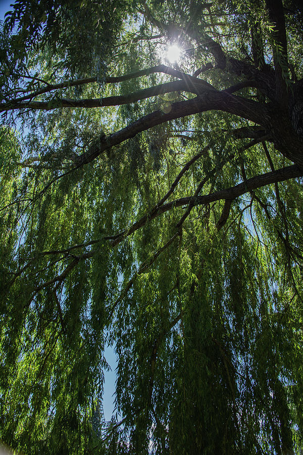 Sunny Willow Photograph by Dave Hill