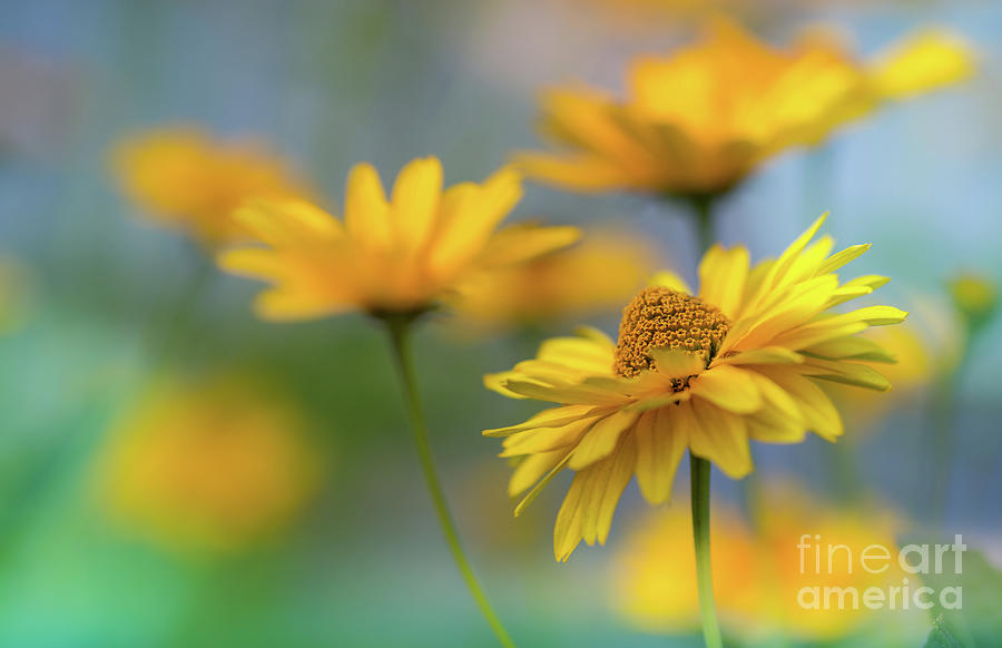 Summer Photograph - Sunny Yellow by Eva Lechner