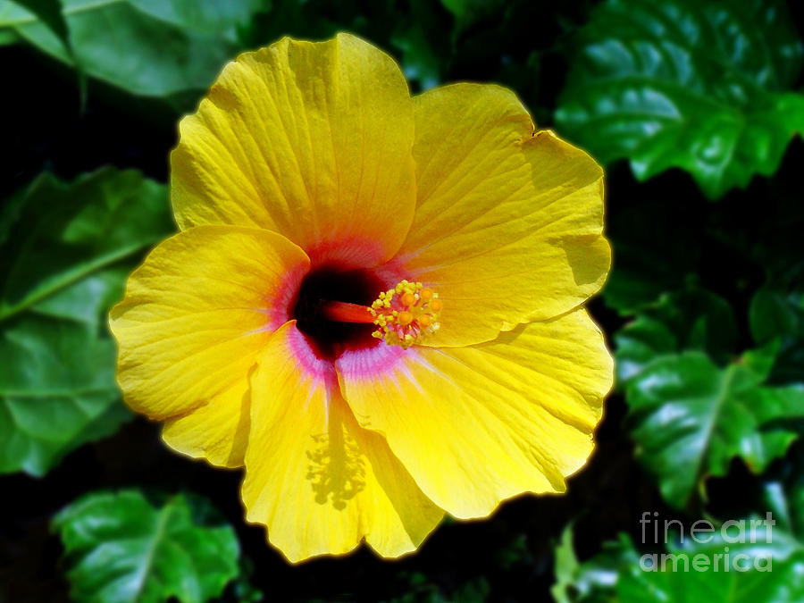 Sunny Yellow Hibiscus Photograph by Sue Melvin