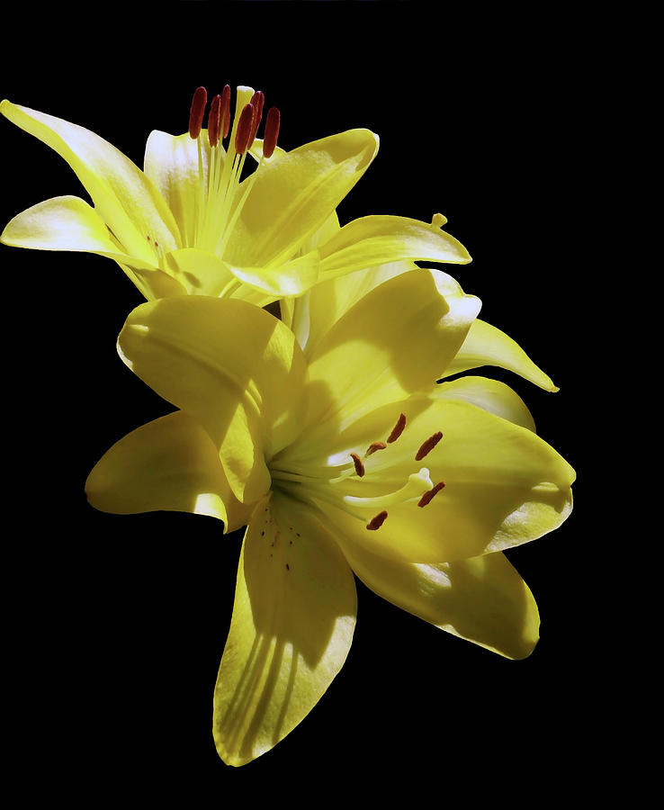 Sunny Yellow Lilies Photograph by Johanna Hurmerinta