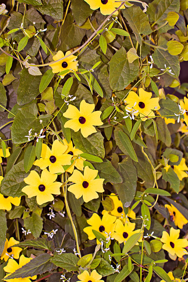 Sunny Yellow Star Vine Photograph by Peter J Sucy
