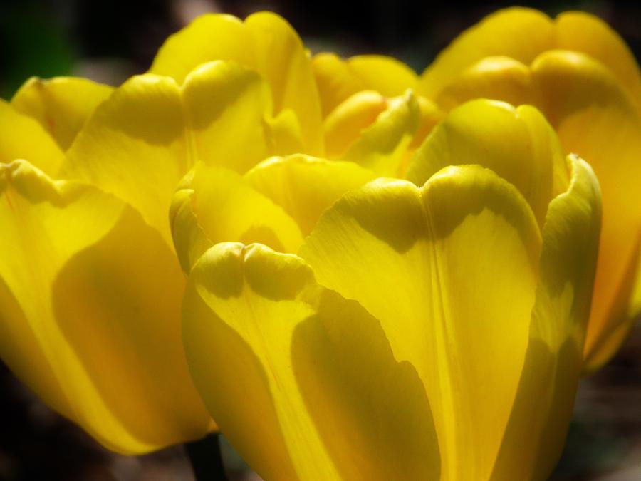 Sunny Yellow Tulips Photograph by Lori Frisch