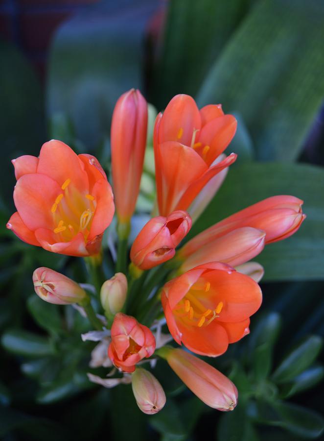 Flower Photograph - Sunnydale Clivia by Warren Thompson