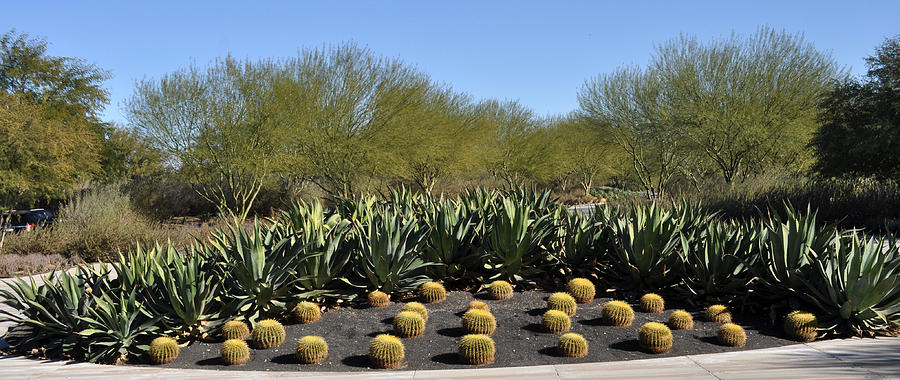 Sunnylands Cactus Garden Photograph by Jay Milo