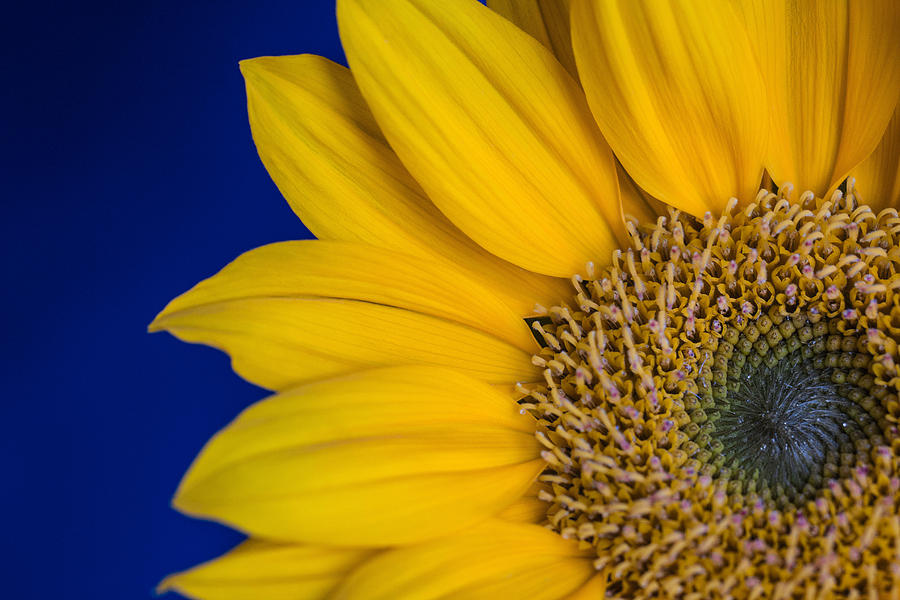 Sunflower Photograph - Sunnyside by Julie Andel Sunflower Photograph - Sunnyside by Julie Andel
