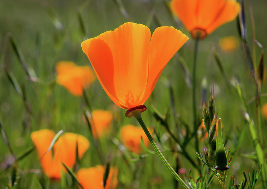 Sunol Poppies Photograph by Marc Crumpler