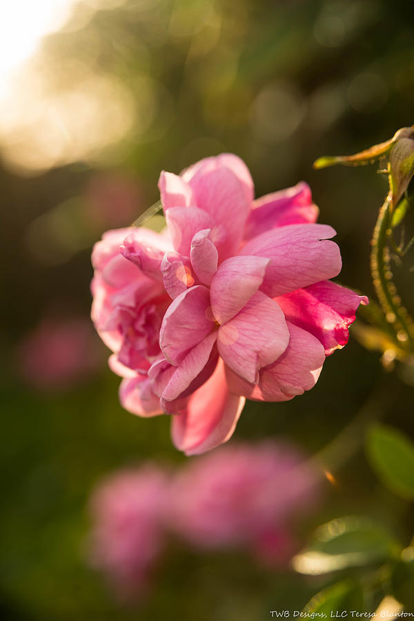 Sunplay Rose Photograph by Teresa Blanton