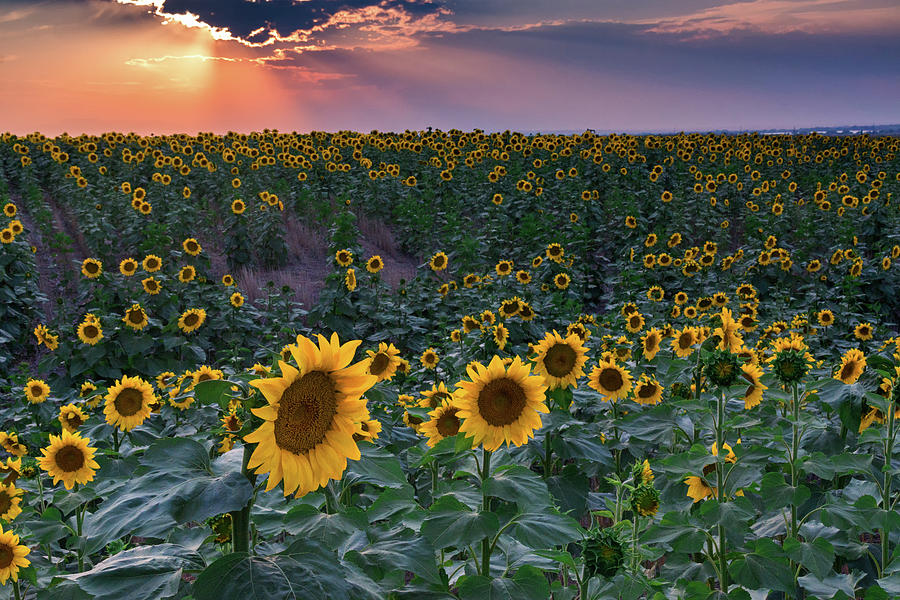 Sunrays and Sunflowers Photograph by John De Bord