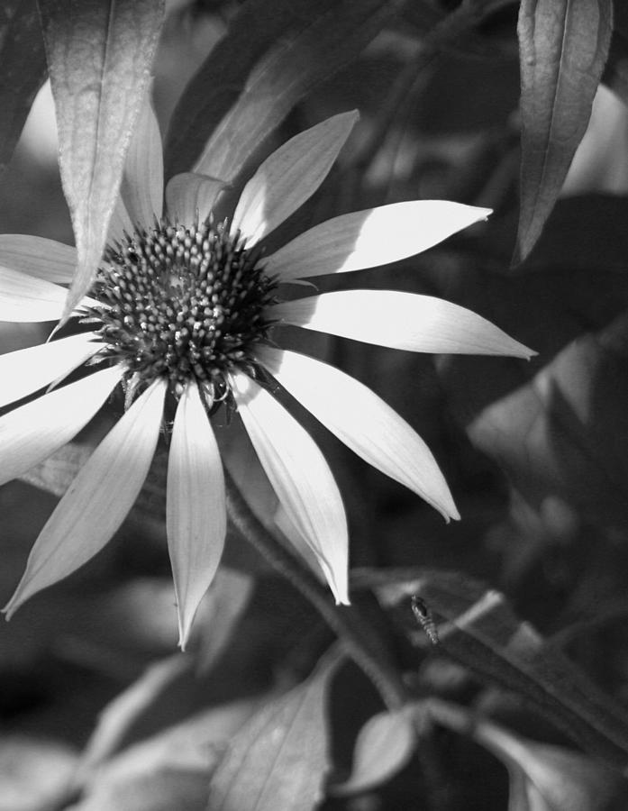 Black And White Photograph - Sunrays by David Dunham