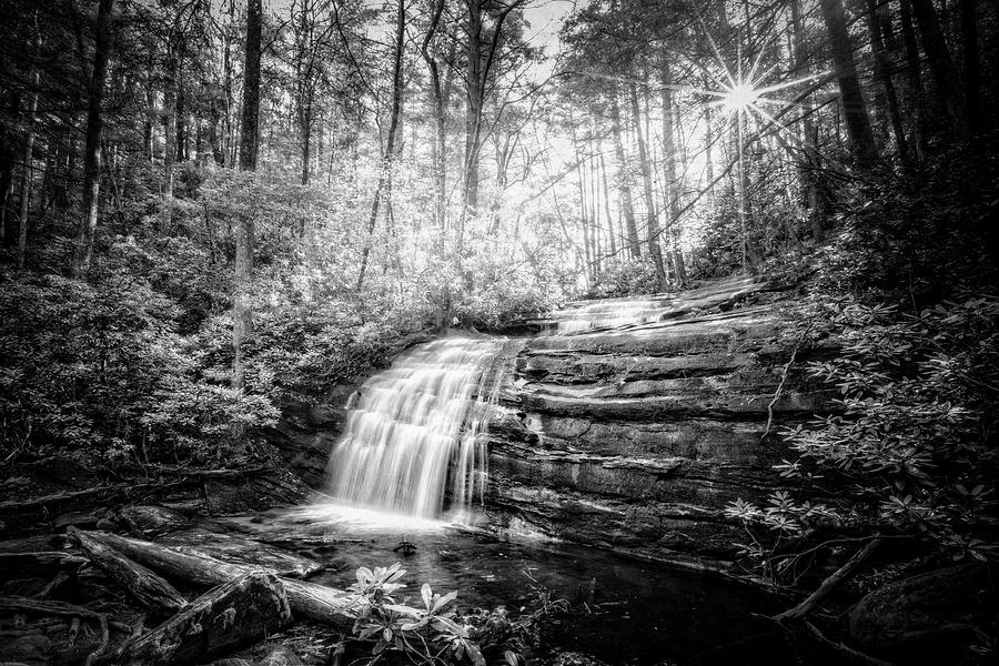 Sunrays in the Forest Black and White Photograph by Debra and Dave Vanderlaan