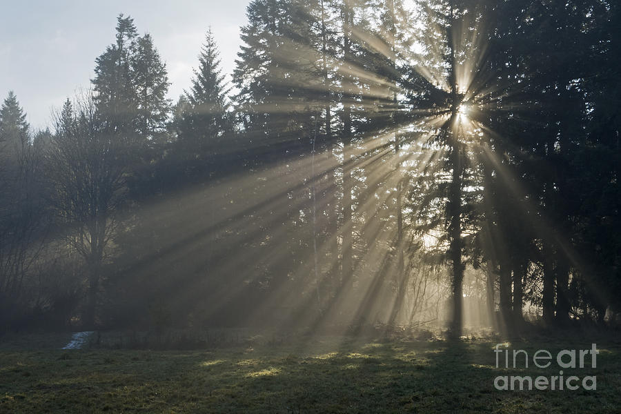 Tree Photograph - Sunrays by Inge Riis McDonald