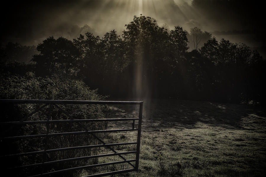 Tree Photograph - Sunrays on an open gate by Nigel Jones