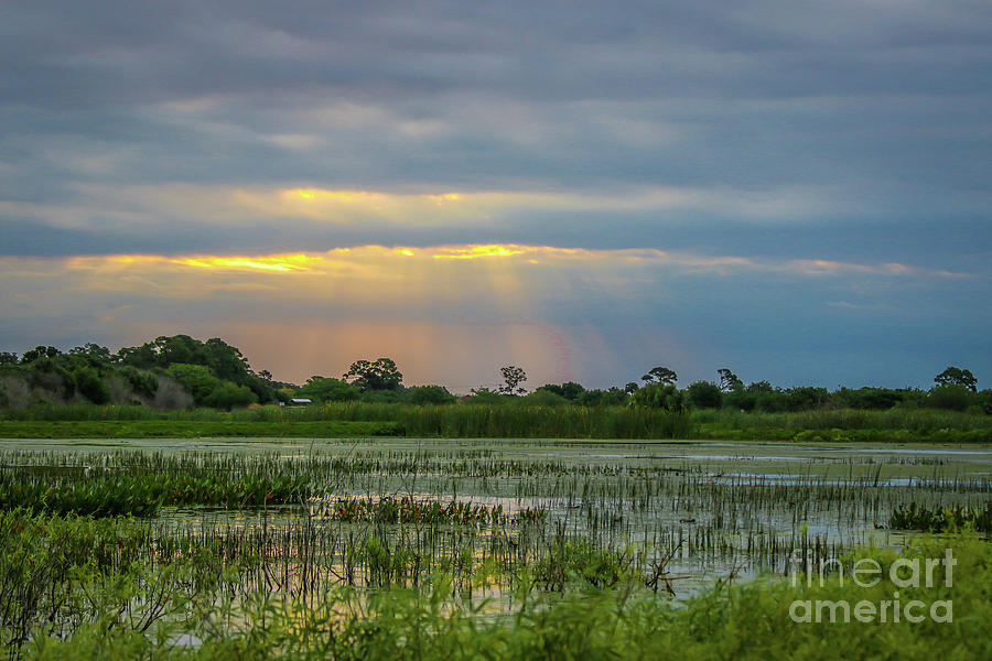 Sunrays on the Wetlands Photograph by Tom Claud