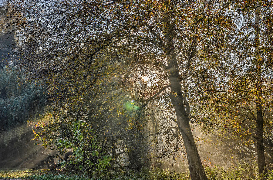 Sunrays Through Autumn Trees Photograph by Frans Blok