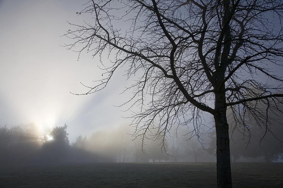 Sunrays Through Fog Photograph by Craig Tuttle