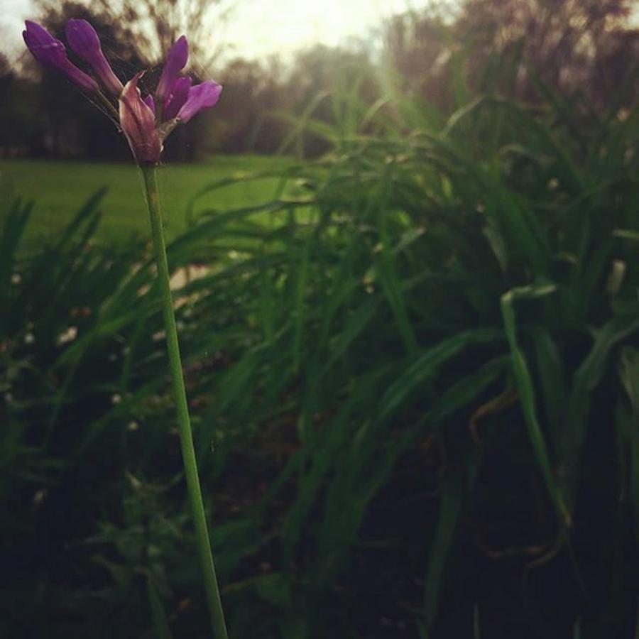 Instagram Photograph - #sunrays #translucent #petals #purple by Celina Chavana
