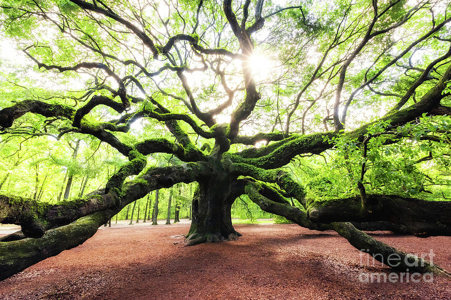 Sunris at Angel Oak Tree Photograph by Michael Ver Sprill