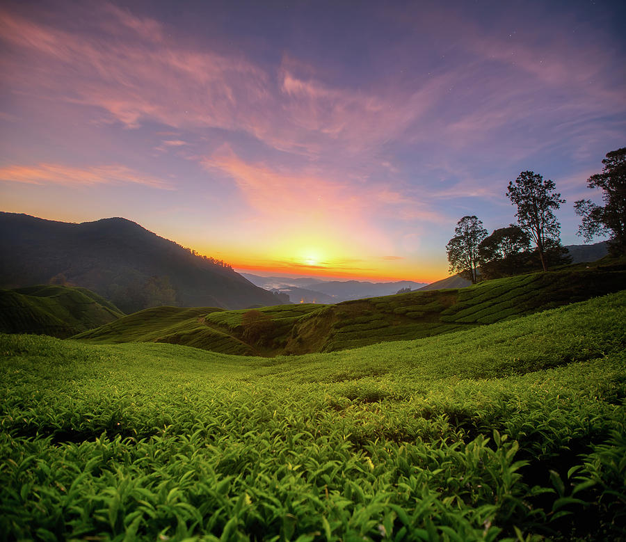 Sunris over the Tea plantation in Cameron highlands Photograph by Anek ...