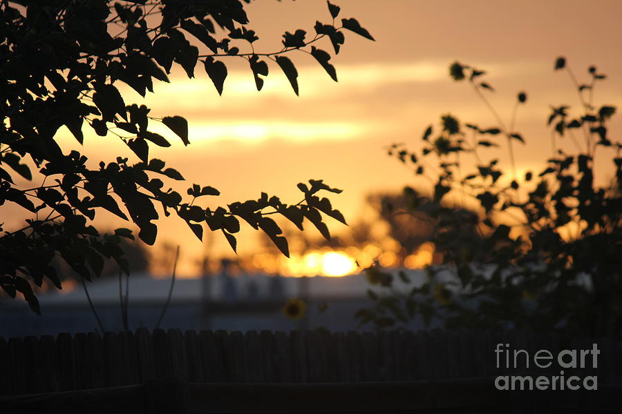 Flower Photograph - Sunrise 2 by Sheri Simmons
