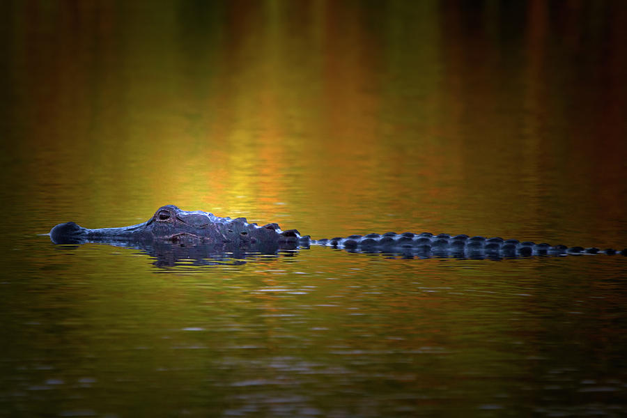 Sunrise Alligator Photograph by Mark Andrew Thomas