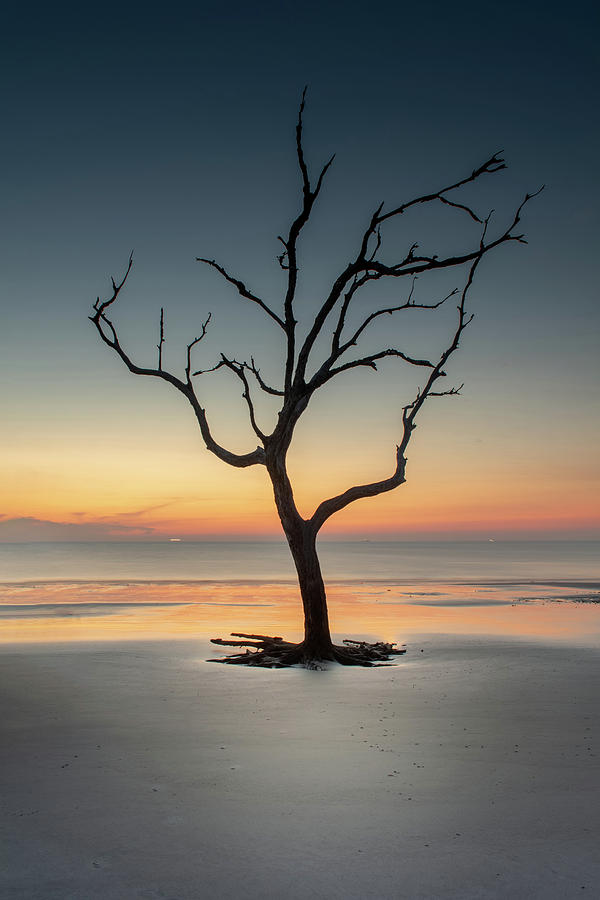 Sunrise And A Driftwood Tree Photograph by Greg and Chrystal Mimbs