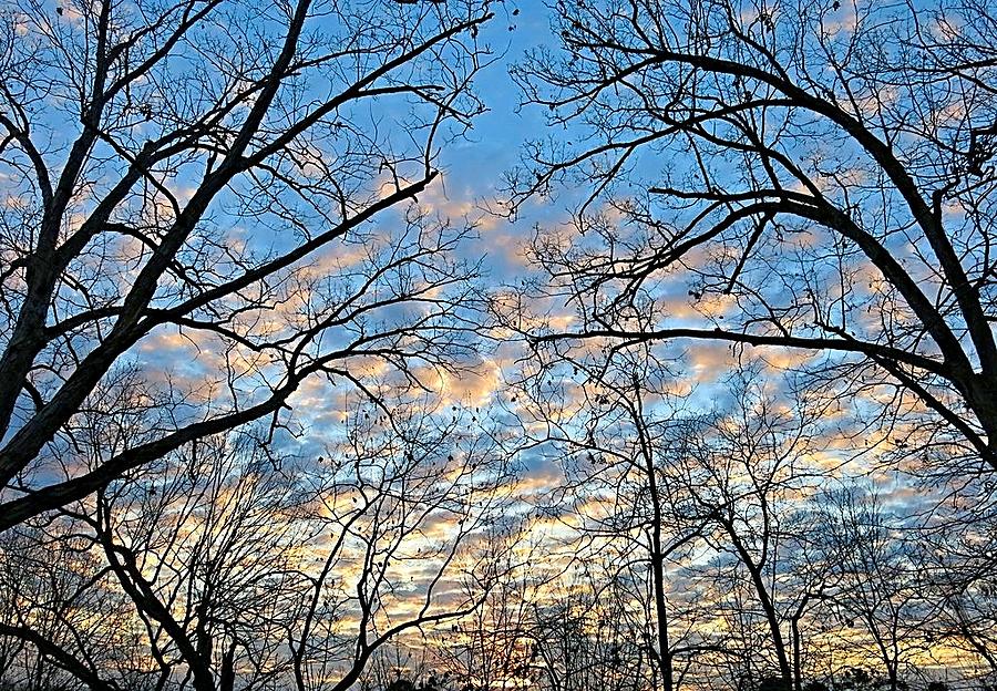 Sunrise and Branches Photograph by Betty Buller Whitehead